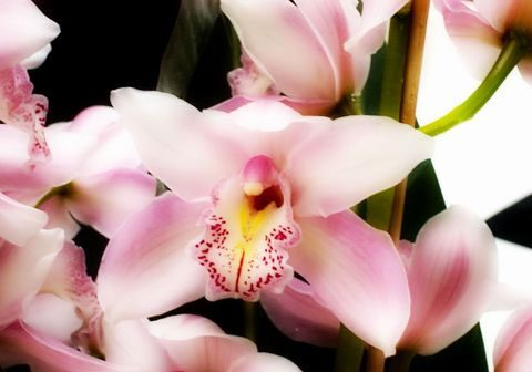 orhideji