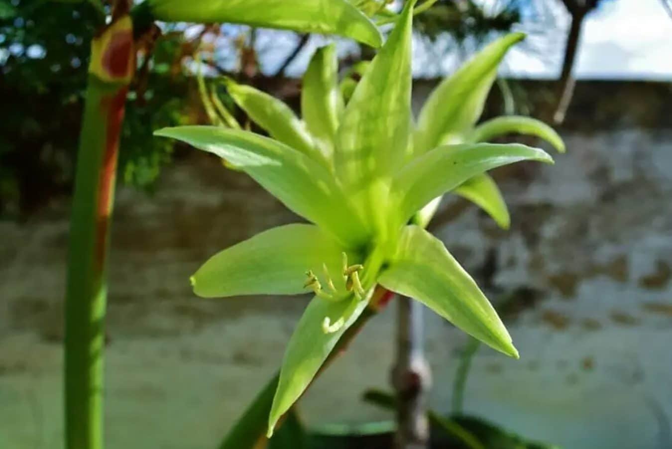 40 vrsta zelenog cveća za živopisne baštenske izložbe