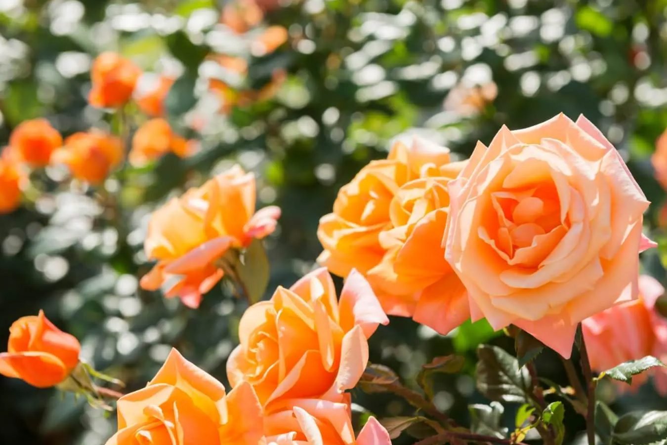 Ekološko ružičarstvo: pametne tehnike za prelepo cveće