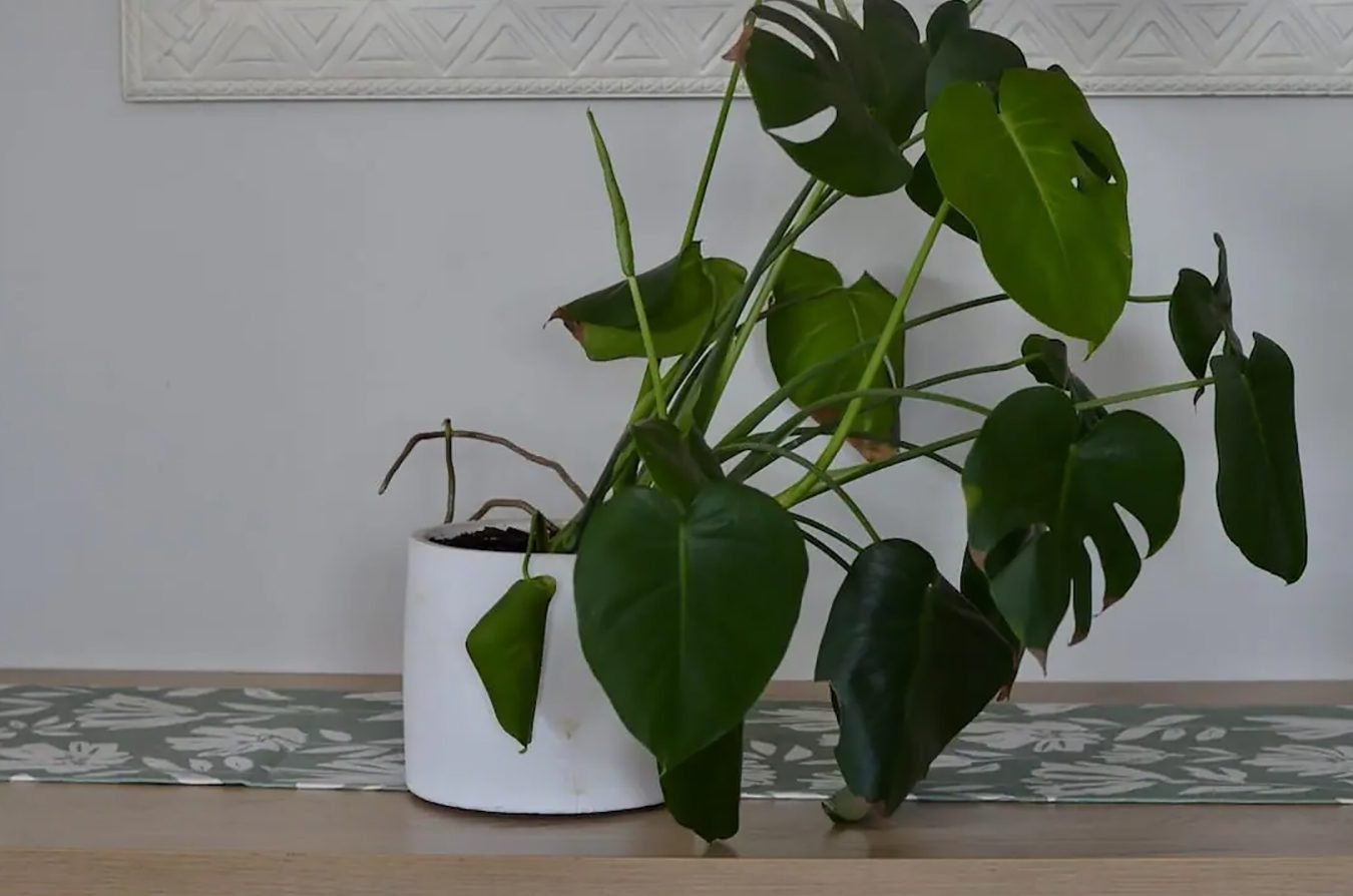 Postavljanje i podržavanje biljaka Monstera: Vaš kompletan vodič