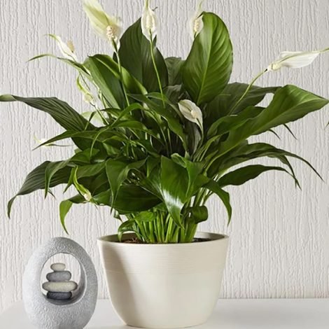 peace lily