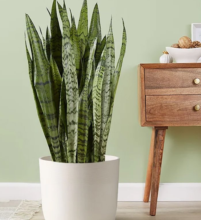 snake plant